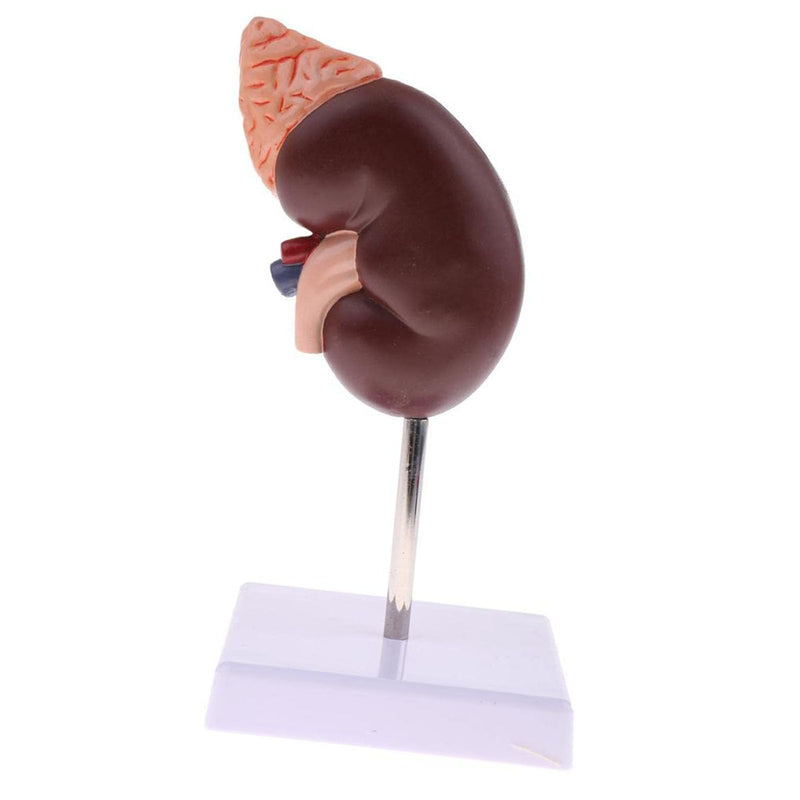 Kidney Model, 24 Markers Clear Zoning Premium Color Painting No Fading Kidney Anatomy Model Flame Retardant PVC Human Anatomy with Base for Teaching, Display