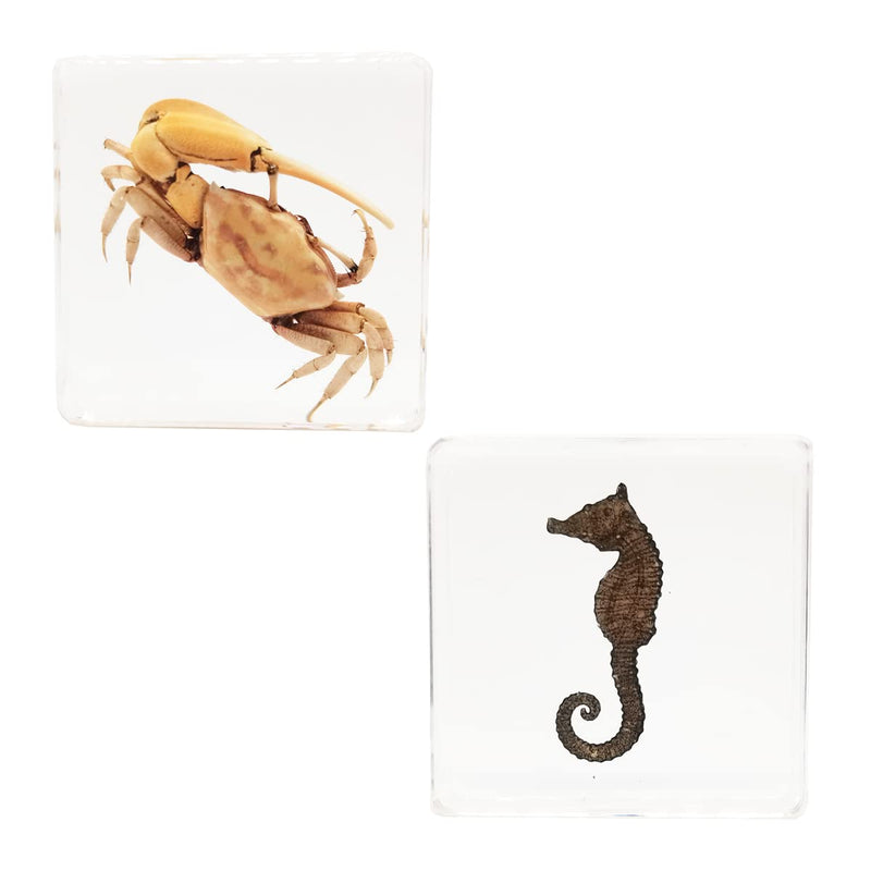 Insect Specimens Set, Fiddler Crab and Sea Horse Specimens in Resin, Animal Taxidermy Collection for Science Education & Desk Ornament (FBBJ-02) Fiddler Crab & Sea Horse