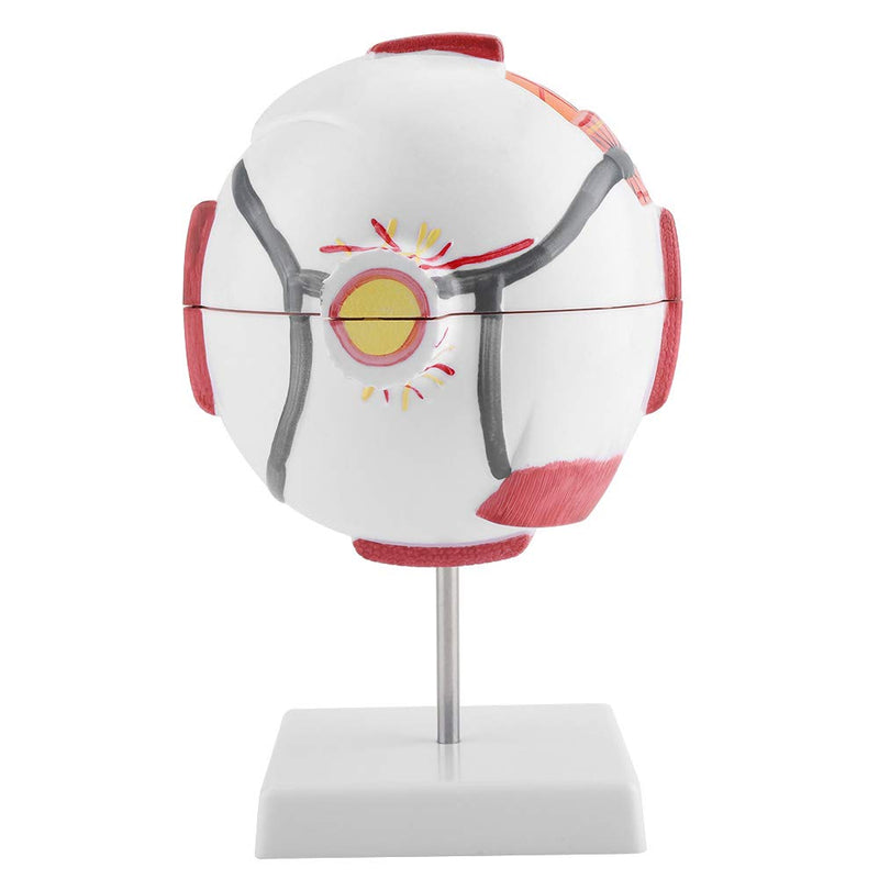 6X Enlarged Human Eye Model, Removable Human Eyeball Model for Medical Teaching Demonstration enlarged eyeball model eye shape exercise model eye shape exercise model