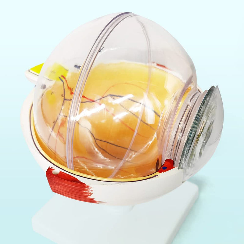 EVOTECH SCIENTIFIC Human Eye Anatomy Model, 6 Parts 6X Enlarged Eyeball Anatomical Model Shows Optic Nerves Cornea Iris Lens and Vitreous Body with Removable Stand for Medical Classroom Teaching Study