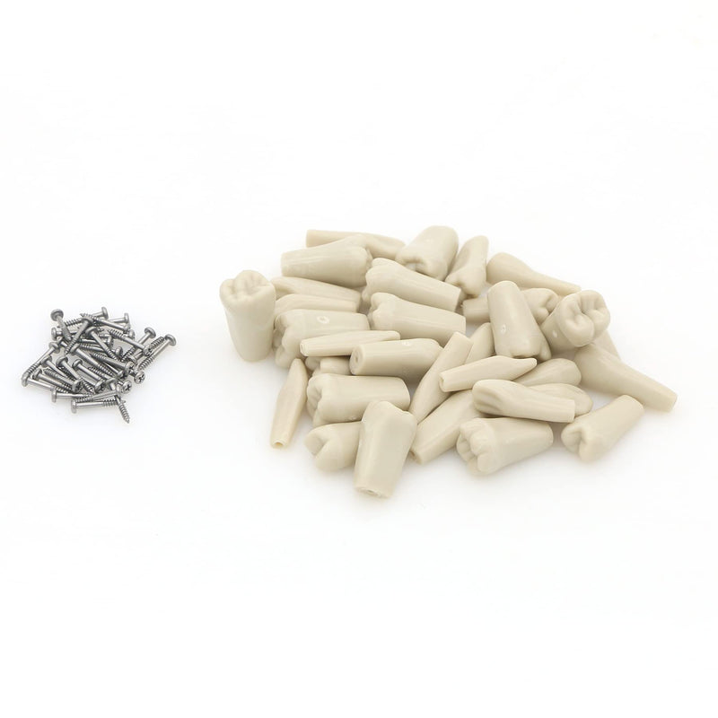 Dental Columbia 860 Type 32 Pcs Removeable Teeth Typodont Exam Restorative Model M8030 (T-8030-32Pcs Replace Teeth)