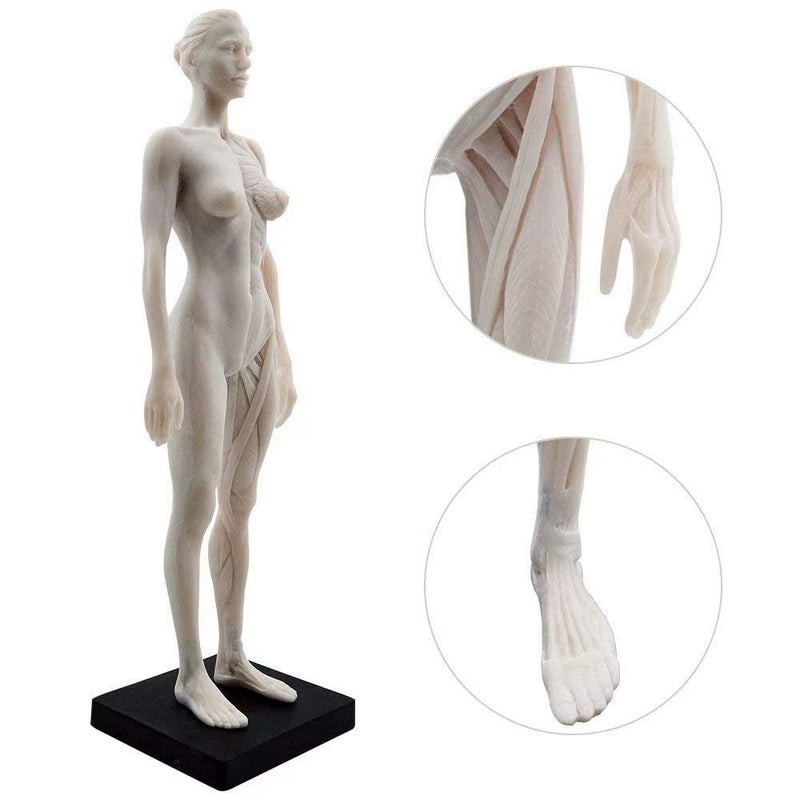 1 Pcs 11 Inch Female Human Anatomical Model Art Anatomical Figure White Color