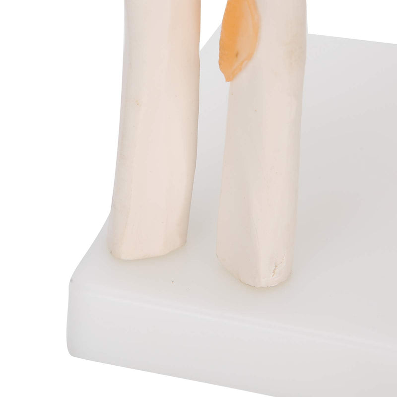 Elbow Joint Model, Elbow Joint Model Life Size Accurate Elbow Skeleton Model Boned Shoulder Joint Model for Study Display Teaching