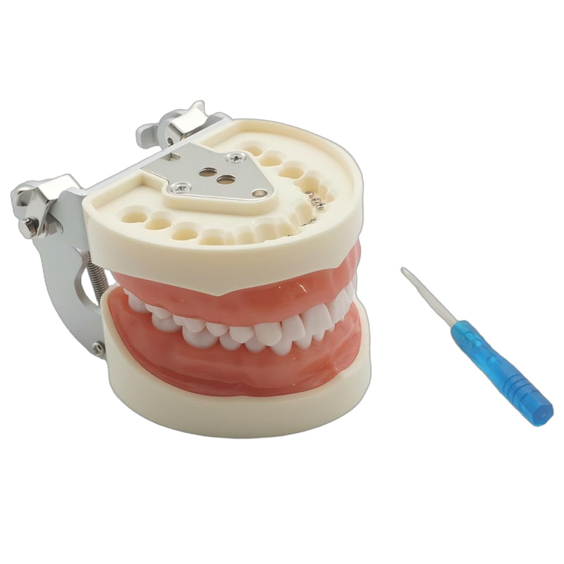 Dental Teaching Model with 32 Removable Teeth, Educational Practice Tool, Study Aid with Screwdriver