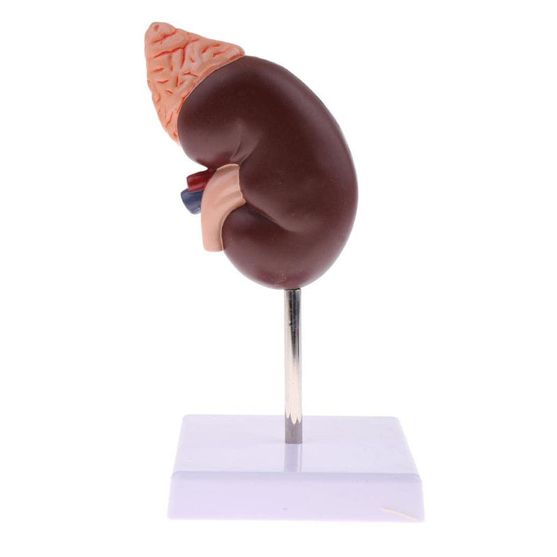 Kidney Model, 24 Markers Clear Zoning Premium Color Painting No Fading Kidney Anatomy Model Flame Retardant PVC Human Anatomy with Base for Teaching, Display