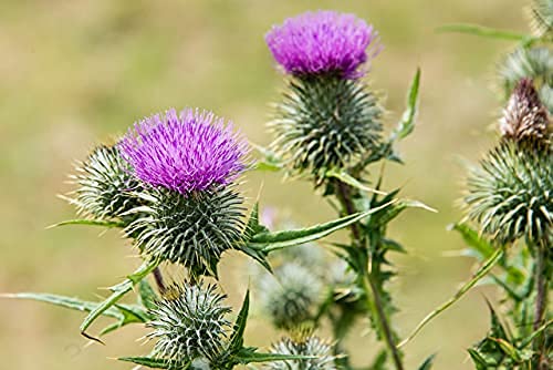 Vet's Advantage 100% Pure Stone-ground Milk Thistle Powder for Dogs - for Optimal Liver Health & Detoxification - PawsPlanet Australia