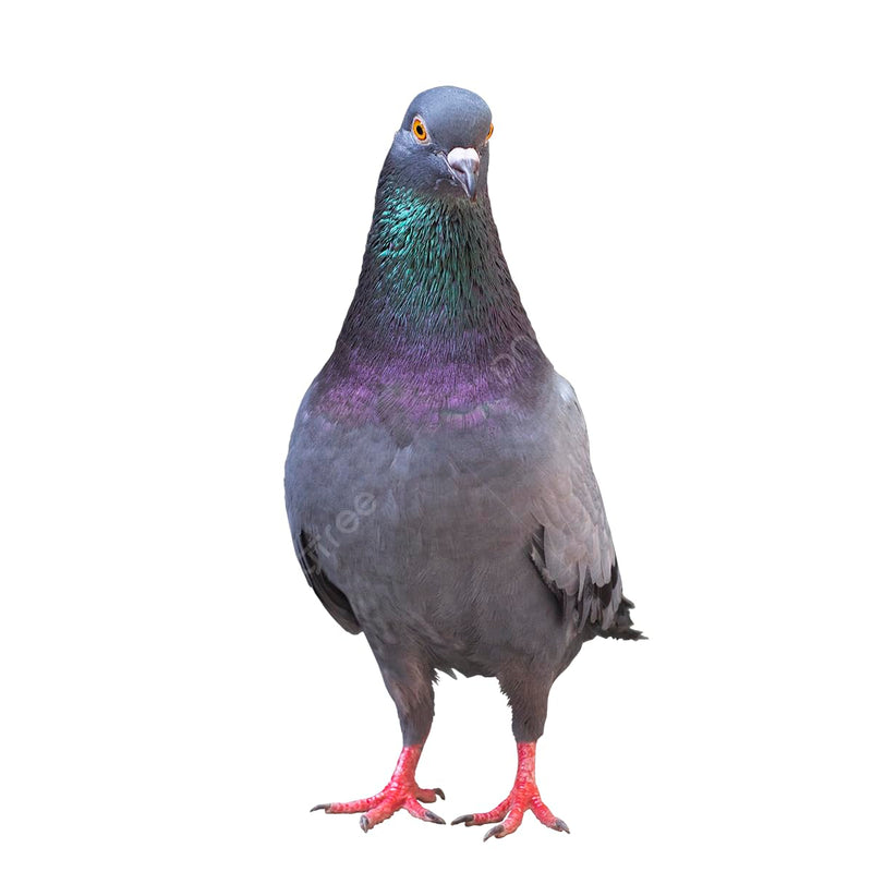 4-in-1 Health Supplement Tablets for Pigeons and All Birds, 100 Tablets