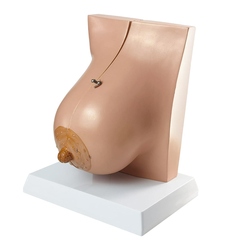 NEW HORIZON Model of The Female Breast Human Breast Anatomy Model Lactation Teaching Nursing Trainning Education Tools for Medical Students and Teachers