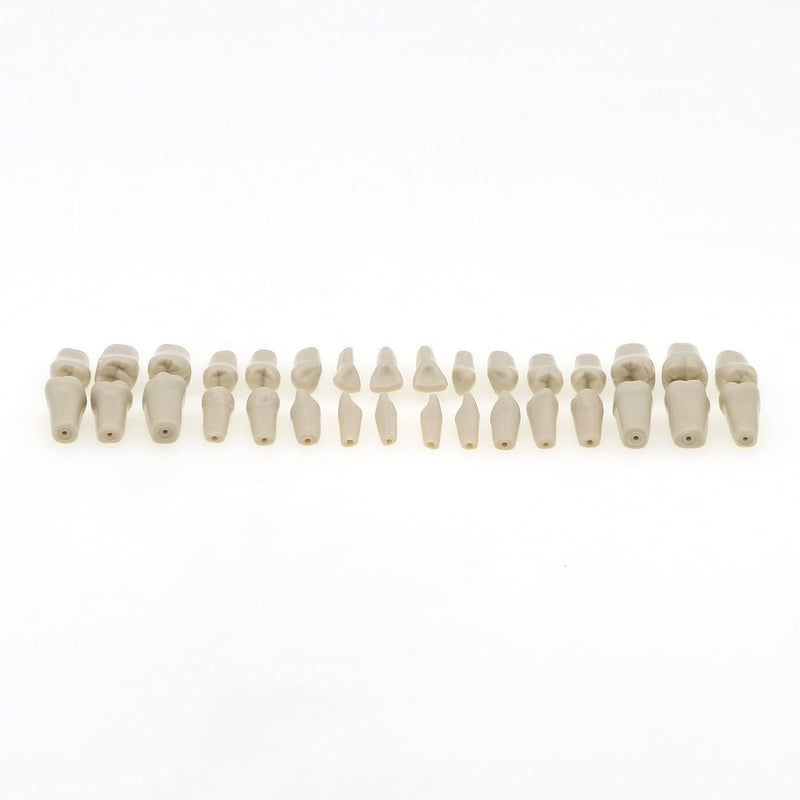 Dental Columbia 860 Type 32 Pcs Removeable Teeth Typodont Exam Restorative Model M8030 (T-8030-32Pcs Replace Teeth)