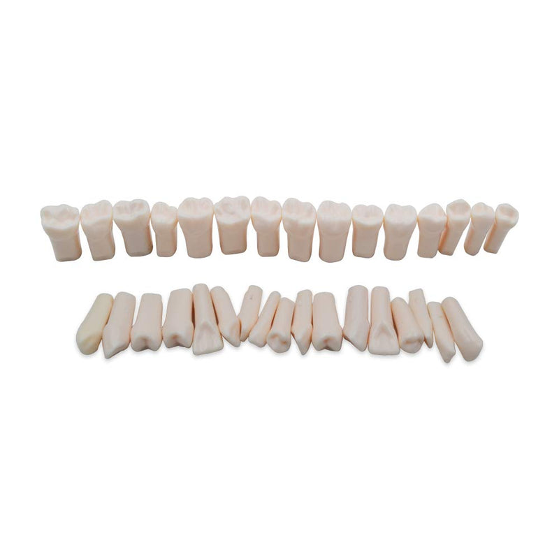 32pcs Removable Teeth Piece for Typodont Teeth Model Compatible with Kilgore Nissin for Teaching, Study - NewNest Australia