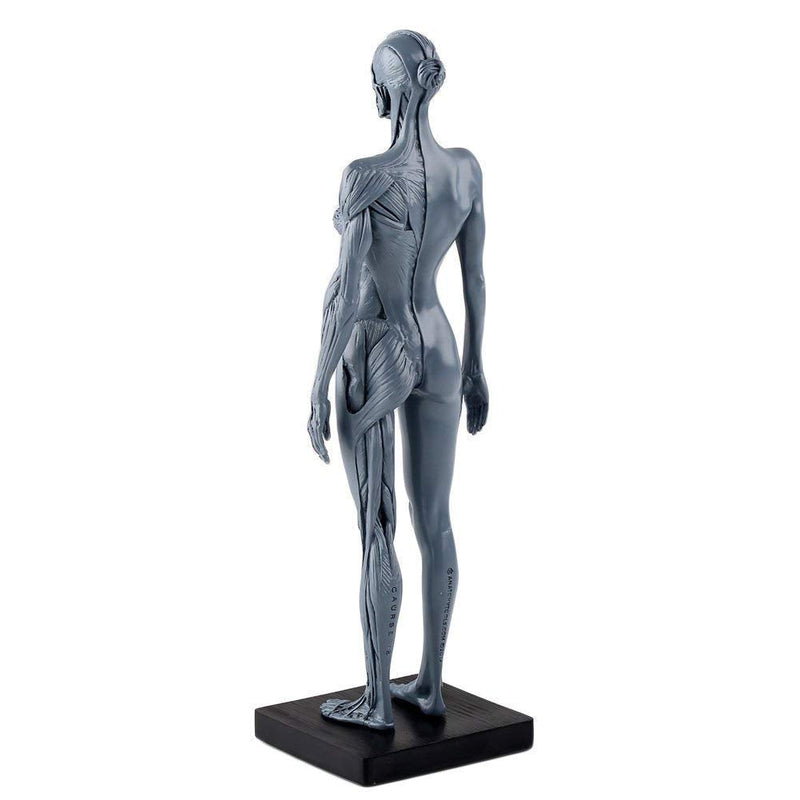 Dental New Female Anatomical Anatomy Skull Head Body Model Muscle Bone (30cm) Height