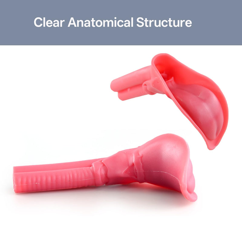 Silicone Endotracheal Intubation Human Model, Intubation Manikin Simulator with endotracheal Tube, Intubation Model for Science Education/Practice/Study