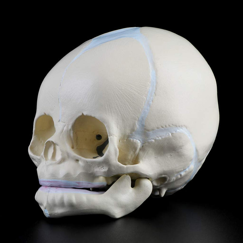 Skull Model 1: 1 Human Fetal Baby Infant Medical Skull Anatomical Skeleton Model Teaching Su, 13x10x10.5cm