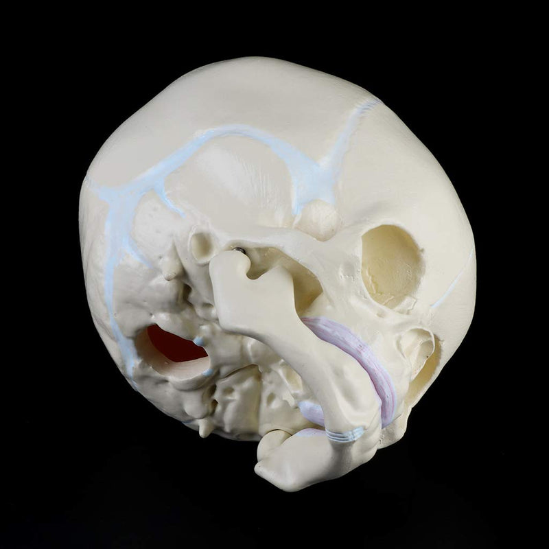 Skull Model 1: 1 Human Fetal Baby Infant Medical Skull Anatomical Skeleton Model Teaching Su, 13x10x10.5cm