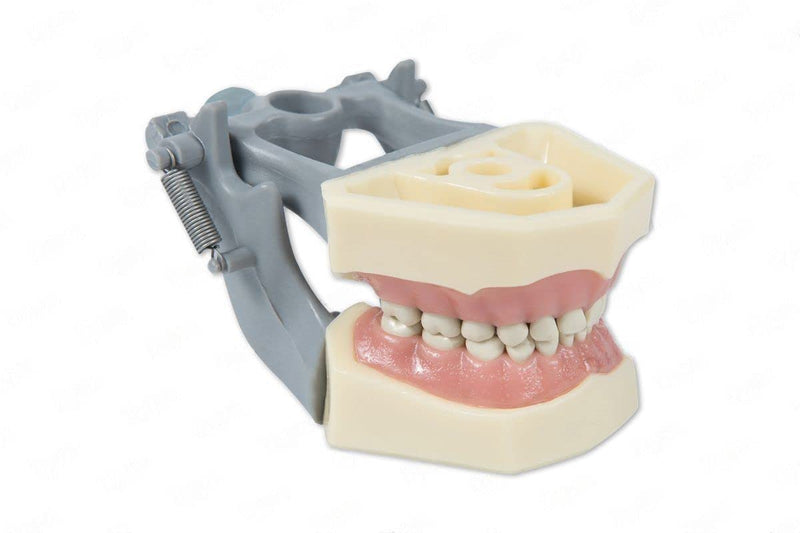 Dental Educational Pediatric Model with Removable Teeth