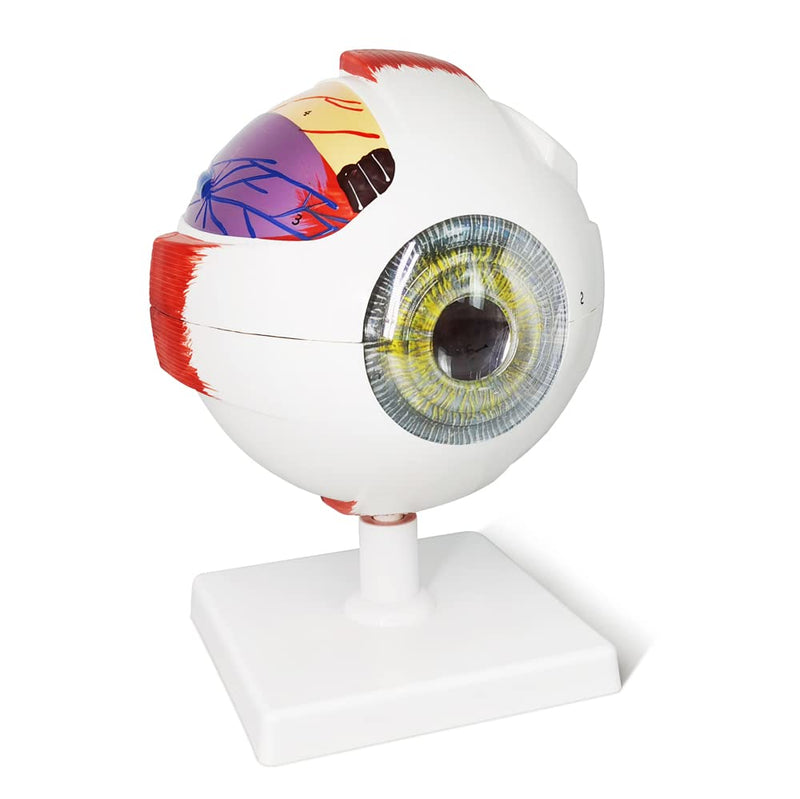 EVOTECH SCIENTIFIC Human Eye Anatomy Model, 6 Parts 6X Enlarged Eyeball Anatomical Model Shows Optic Nerves Cornea Iris Lens and Vitreous Body with Removable Stand for Medical Classroom Teaching Study