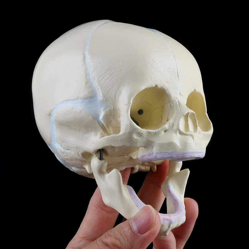 Skull Model 1: 1 Human Fetal Baby Infant Medical Skull Anatomical Skeleton Model Teaching Su, 13x10x10.5cm