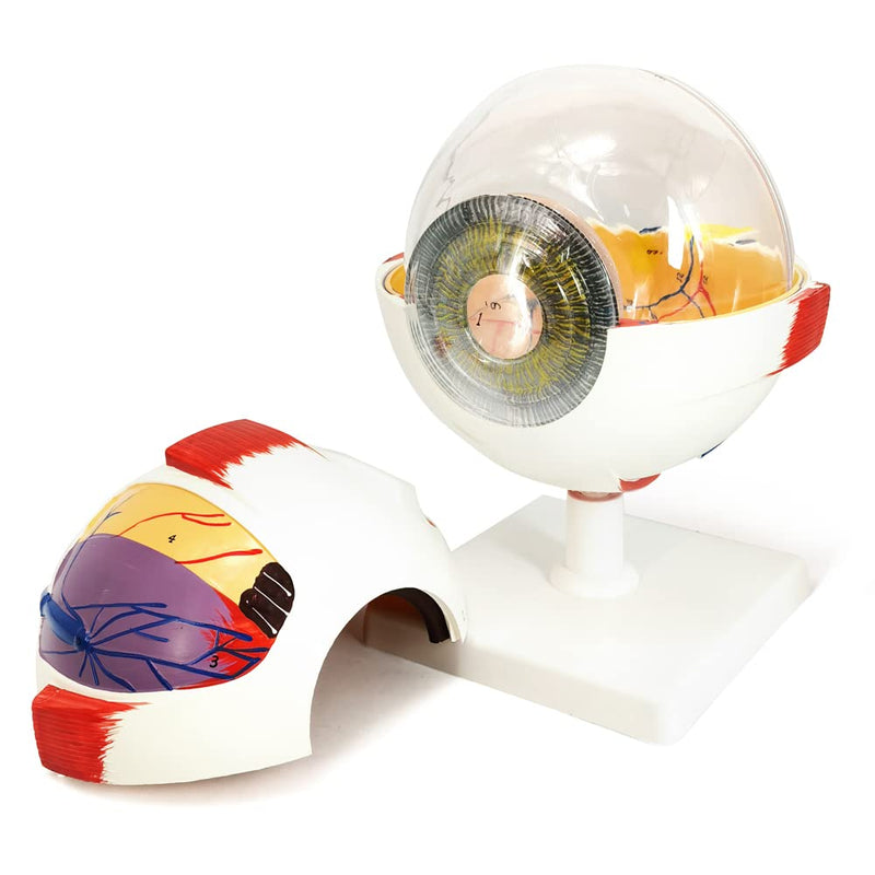 EVOTECH SCIENTIFIC Human Eye Anatomy Model, 6 Parts 6X Enlarged Eyeball Anatomical Model Shows Optic Nerves Cornea Iris Lens and Vitreous Body with Removable Stand for Medical Classroom Teaching Study