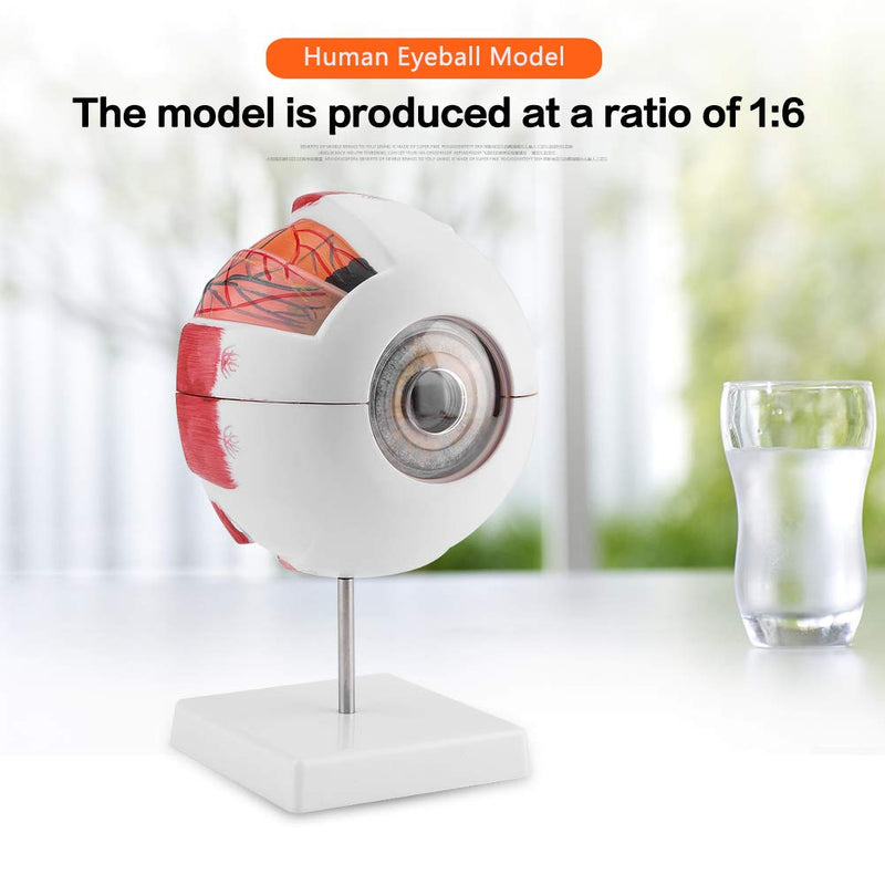 6X Enlarged Human Eye Model, Removable Human Eyeball Model for Medical Teaching Demonstration enlarged eyeball model eye shape exercise model eye shape exercise model