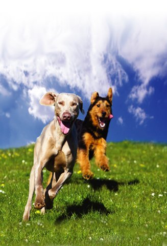 [Australia] - Naturasil Pet Mange Treatment for Sarcoptic and Demodectic Mange, 60 ml 