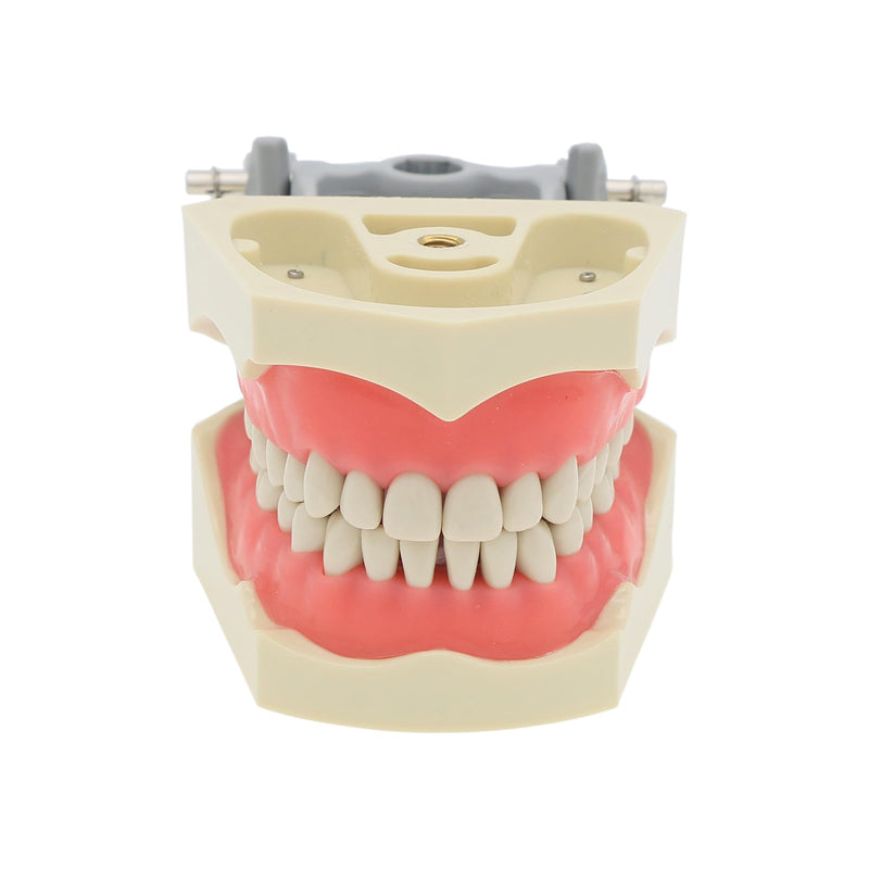 Dental Columbia 860 Type 32 Pcs Removeable Teeth Typodont Exam Restorative Model M8030 (M8030)