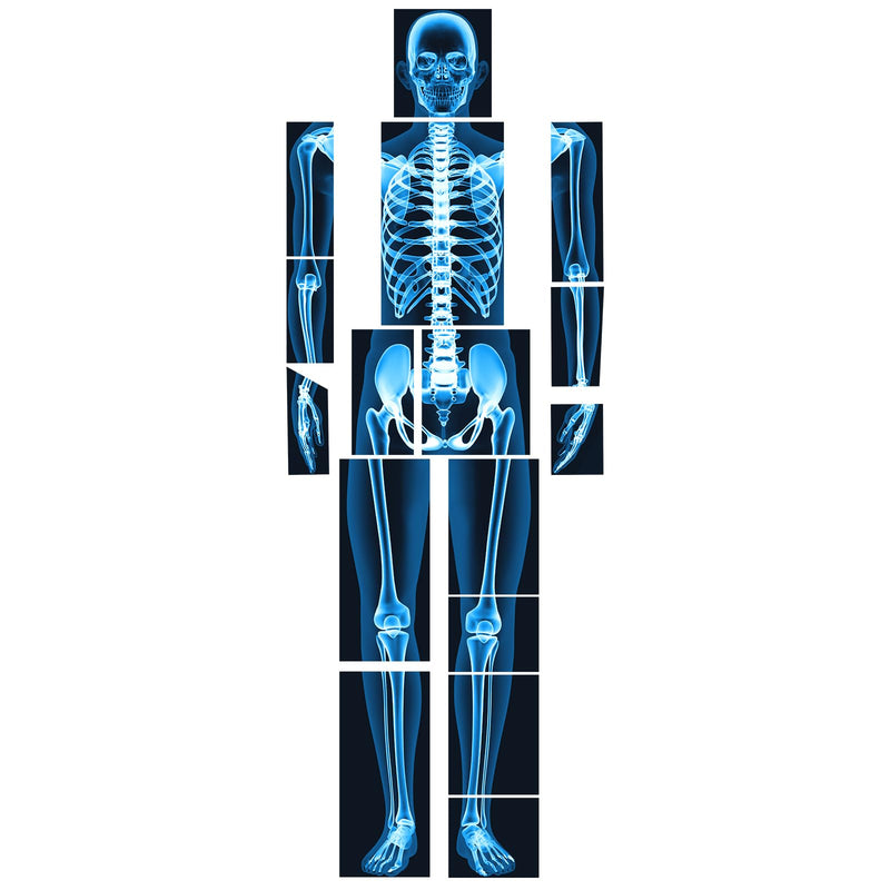 16 Pieces Human X Rays Bones X Rays Human Xrays for Kids Human Bones Body Display Play Table (Blue) Blue