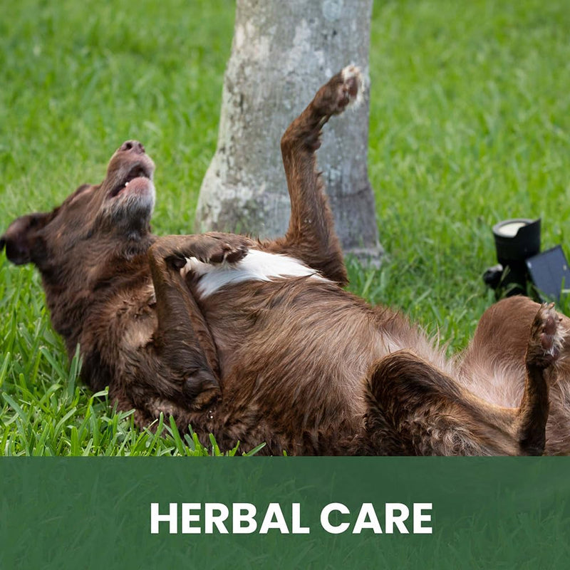 Holistic Natural Anti-Fungal Shampoo for Dogs, Cats & Horses: Veterinarian Recommended: Relieve Itching & Flaking Skin Caused by Fungal Infections & Skin Conditions - Made in USA - 16 oz Anti-Fungal Citrus Fruity - PawsPlanet Australia