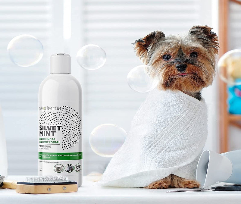 Natural Colloidal Medicated Pet Shampoo for Dogs and Cats - Tearless Hypoallergenic, Soap Free with Coconut Oil and Mint, Relief for Allergies, Odor, Itchy, Dry, Irritated Skin - 16oz, 1Pack - PawsPlanet Australia