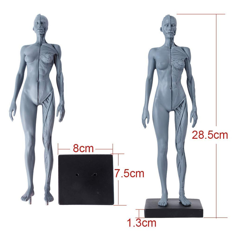 Dental New Female Anatomical Anatomy Skull Head Body Model Muscle Bone (30cm) Height