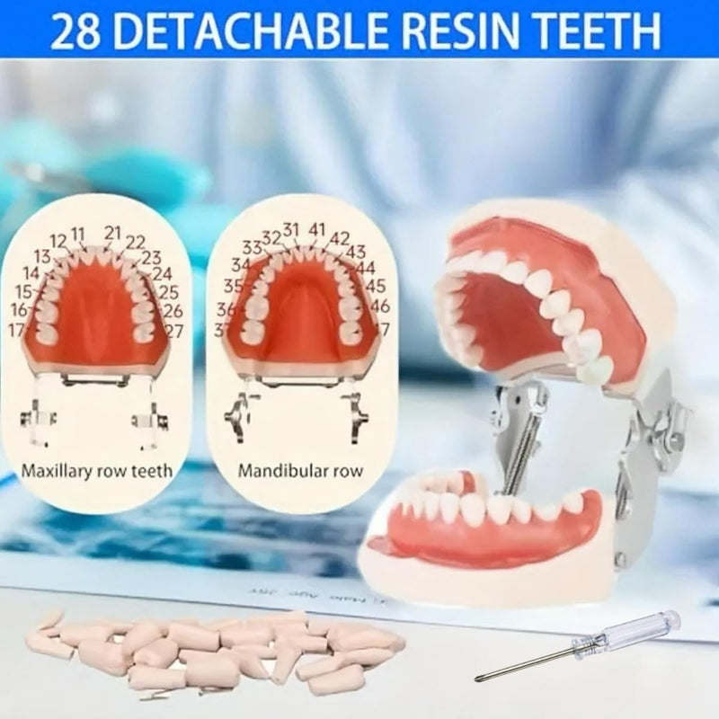 Typodont Teeth Model with Removable Teeth,Dental Tooth Model Suitable for Teaching, Practice and Study, with a Small Screwdriver and 28 spareteeth