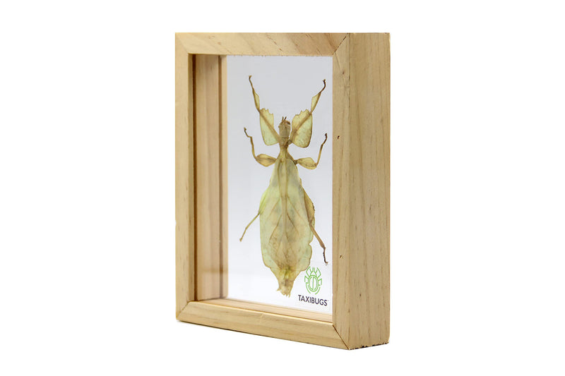 Real Exotic Leaf Insect Transparent Wings - Taxidermy Collection Framed in a 3D Clear Transparent Wooden Box as Pictured (Wood Color Frame)
