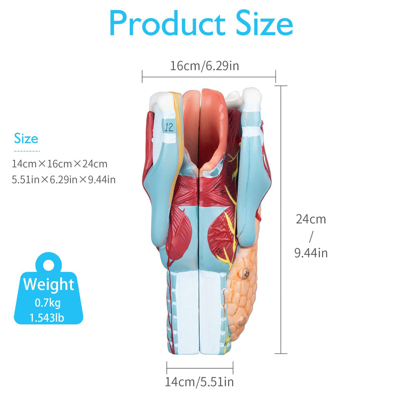 Larynx Model - Anatomically Accurate Throat Model 2X Enlarged Pharynx Model Scientific Anatomy Model of Human Larynx