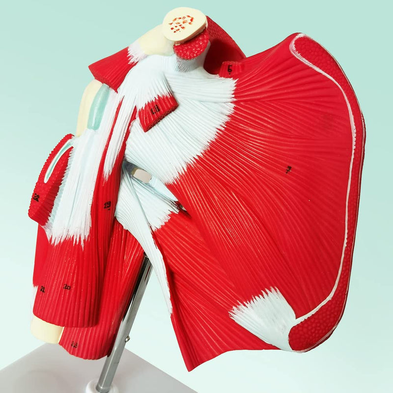 NEW HORIZON Muscled Shoulder Joint Model – Shows Complete Shoulder Musculature from Rotator Cuff to Subscapular Muscles – Includes Base,Manual, Education in the Field of Mathematics