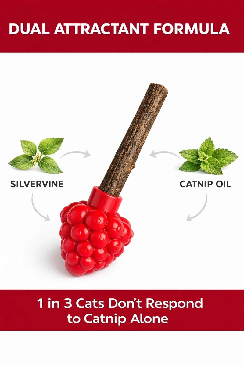 Cat Dental Teether Toy with Silvervine Chew Stick - Rubber Berry Holder with Catnip Oil Infused Matatabi Stick for Teeth Cleaning - Kitten Teething Toy for Indoor Cats (1 Teether + 1 Stick) 1 Rubber Berry Teether, 1 Silvervine Chew Stick