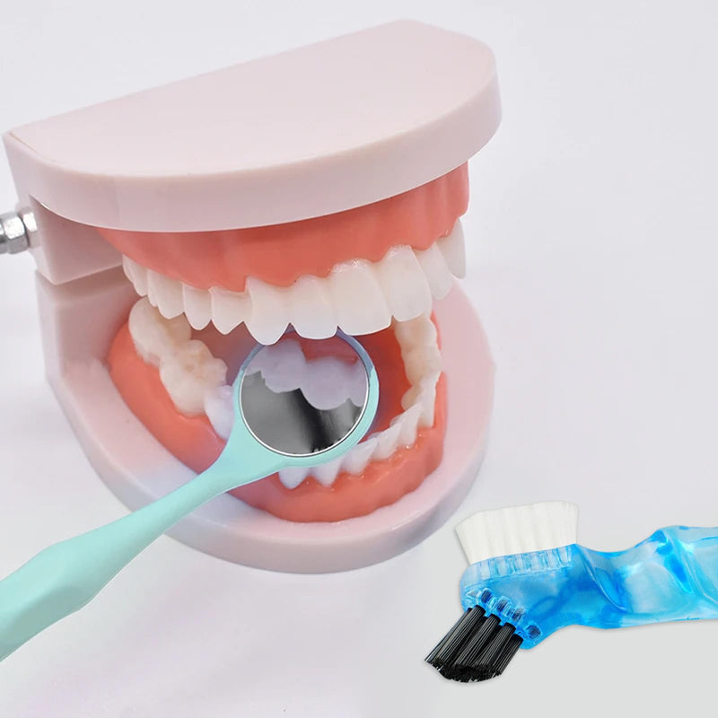 Dental Teeth Model with Denture Toothbrush, Standard Teeth Model Brushing Tooth, Denture Mouth Model Demonstration for Kids Dental Teaching Tools Study Supplies