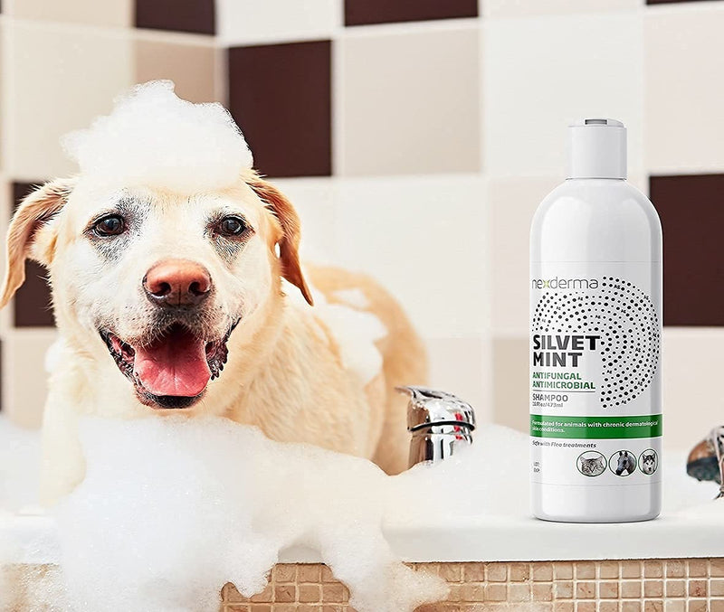 Natural Colloidal Medicated Pet Shampoo for Dogs and Cats - Tearless Hypoallergenic, Soap Free with Coconut Oil and Mint, Relief for Allergies, Odor, Itchy, Dry, Irritated Skin - 16oz, 1Pack - PawsPlanet Australia