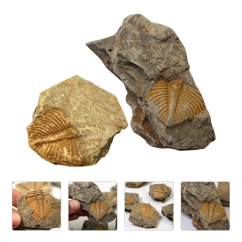 2Pcs Real Trilobite Come from Western Hunan of China 450 Million Years ago