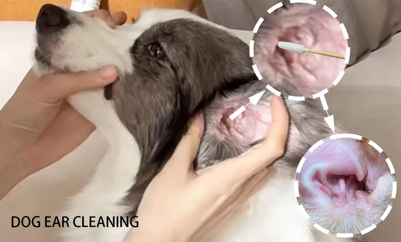 Large Q Tips for Dogs Ears, 6 Inch Cotton Swabs for Cleaning Large Dogs Ear, Long Q Tips Pet Cotton Buds for Dog Ear Care, Apply Medicine, CleanWound (100) 100 - PawsPlanet Australia