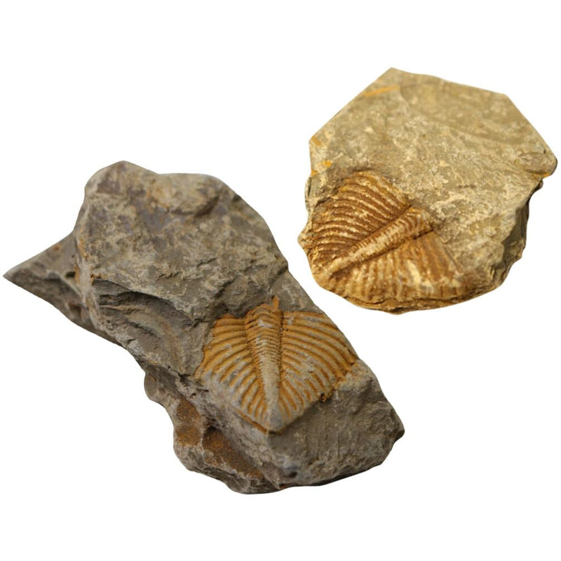 2Pcs Real Trilobite Come from Western Hunan of China 450 Million Years ago