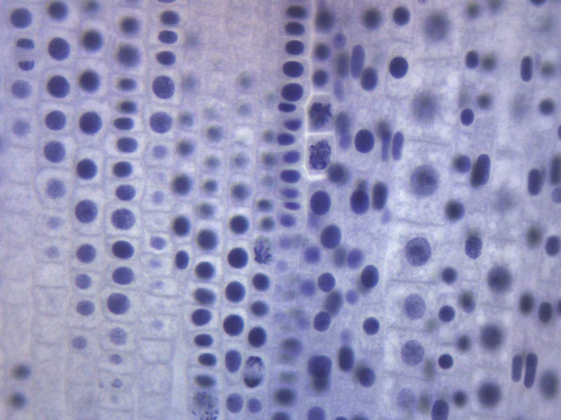 EISCO Ascaris & Onion Mitosis, Prepared Microscope Slide - 75 x 25mm - Plant & Animal Mitosis, Introductory Microscopy Single Slide