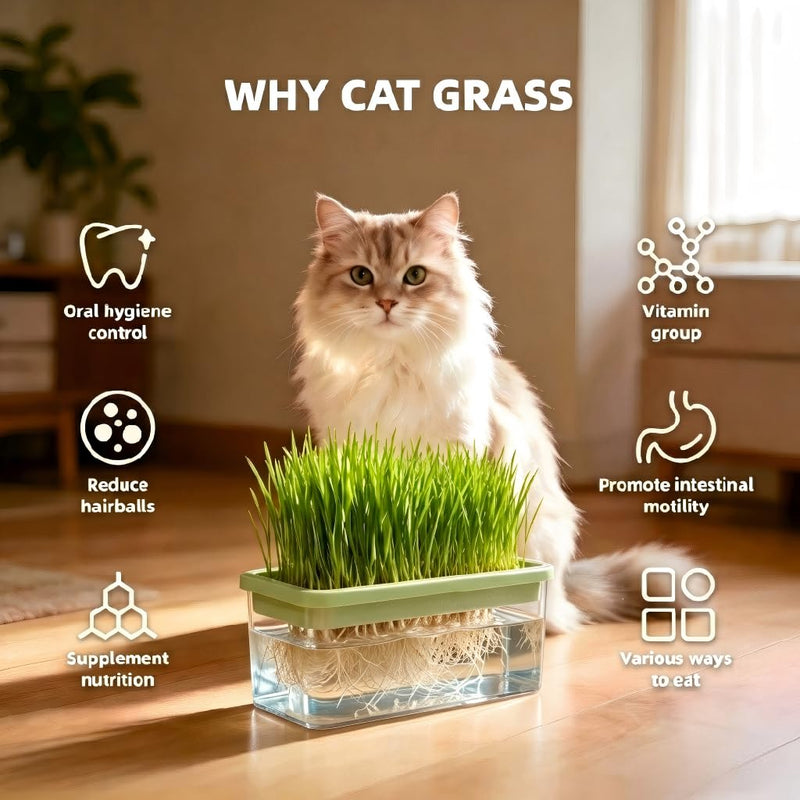 Hydroponic Cat Grass Kit with 6 Pack Non GMO Seeds & Scissors - Cat Grass for Indoor Cats, Helps Cat with Hairballs & Digestion, Easy 3-Step Setup (Food-Safe PP&AS, Plant 3-6 Times)