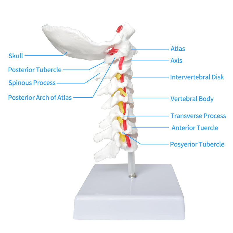 SFXYJ Cervical Spine Model - Life Size Vertebral Spine with Vertebrae, Nerves, and Occipital Plate for Science Classroom Study, Display, Teaching, Medical Model