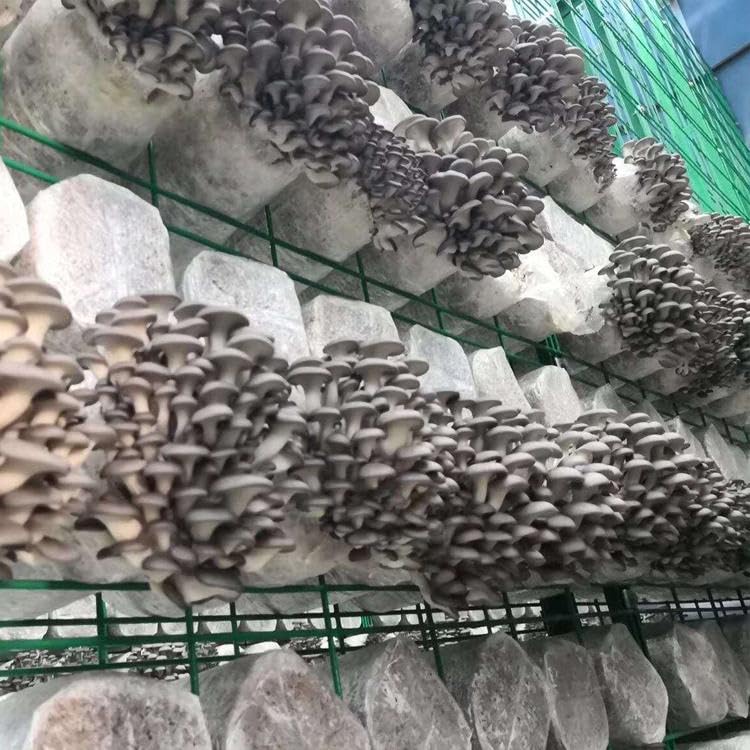 Synthetic Filter PaperStickers, 20 mm, 0.3 μm, Monotub Filter, Filter Discs Mycology - MonotubMushroom Fruiting Chamber Synthetic Filter Disc (30) 30