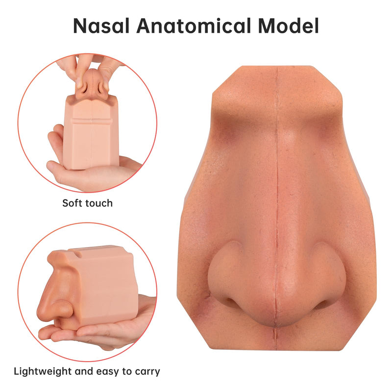 Ultrassist Human Nasal Cavity Anatomy Model - Anatomical Medical Model for Nasal Examination Practise, Human Nasal Model for Medical Teaching, Scientific Research and Display