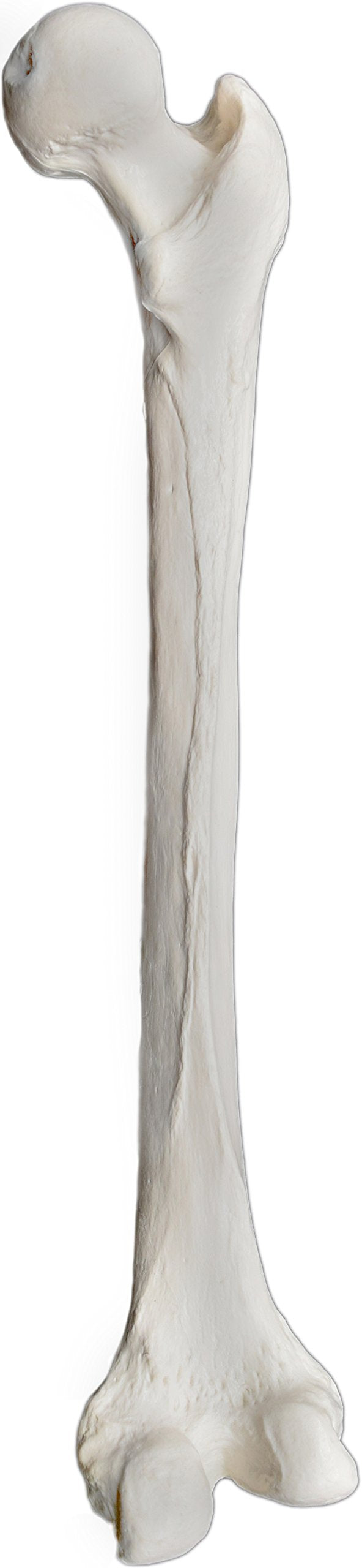 Femur Bone Model - Right - Anatomically Accurate Human Femur Bone Replica - hBARSCI