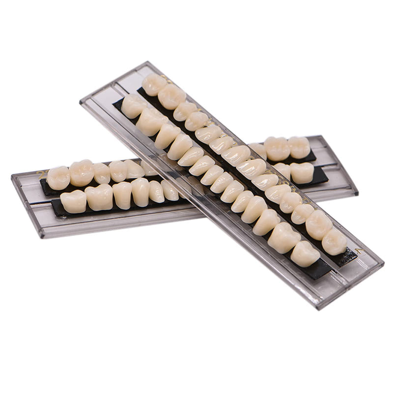 28Teeth Dental Synthetic Resin Tooth Denture Dentistry for Halloween Horror Teeth,Dental Education,Dental Teeth Teaching Model (23A3(1SET)) 23A3(1SET)