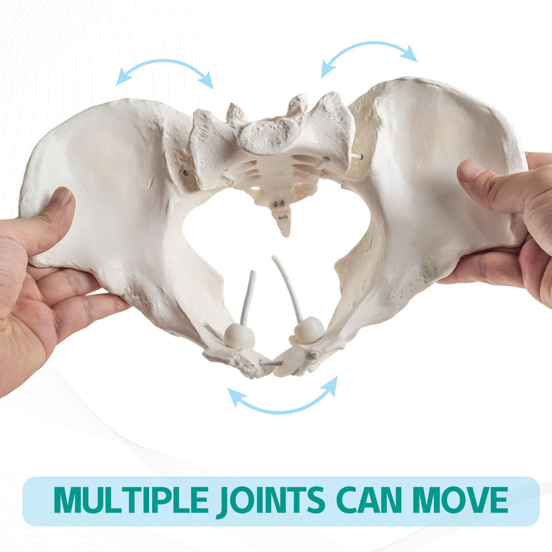 Life-Size Female Pelvis Skeleton Model with Elastic Cords - Anatomically Accurate Medical Anatomy Teaching Tool