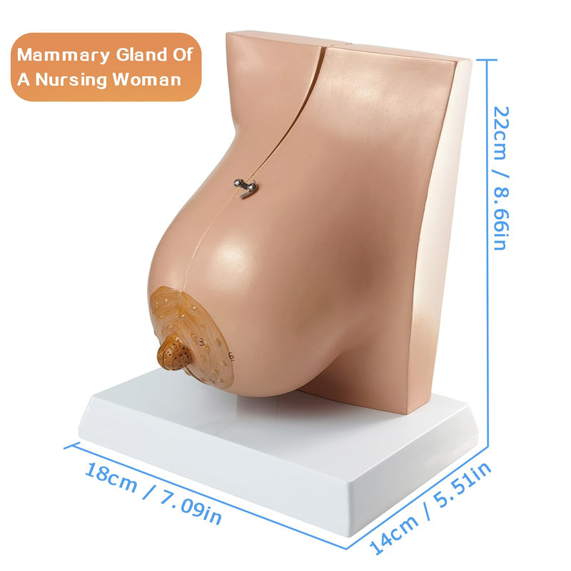 NEW HORIZON Model of The Female Breast Human Breast Anatomy Model Lactation Teaching Nursing Trainning Education Tools for Medical Students and Teachers
