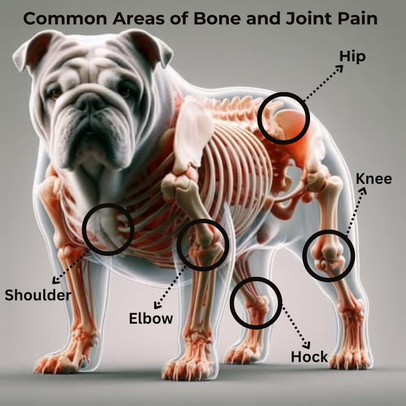 AdvancedPUP Dog Hip and Joint Supplement - Glucosamine for Dogs - Dog Hip & Joint Care with Chondroitin, MSM, & Turmeric for Dog Joint Relief - Regain Dog Mobility with Natural Tasty Bacon - 90 CT - PawsPlanet Australia
