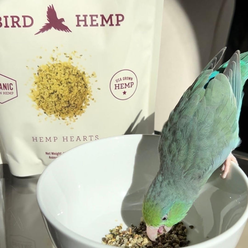 Hemp Well Organic Hemp Hearts for Birds - Reduces Feather Plucking, Promotes Relaxation, Immune Support, Organic, USA Grown, GMO Free – 8 Ounces 8 Ounce (Pack of 1)
